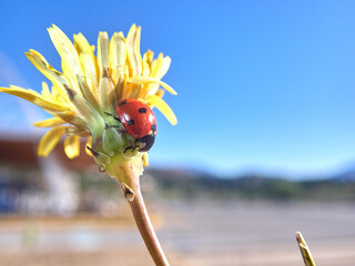 Ladybug on a yellow spring flower. insect. Artistic macro image. Spring summer concept. Free space.