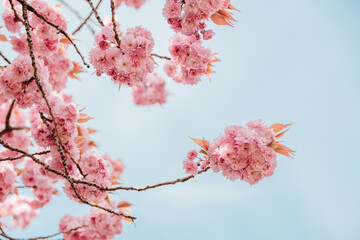 Kirschblüte, Sakura