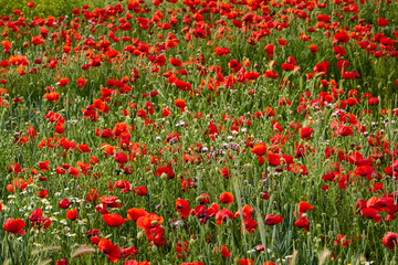 Fototapeta premium The red poppy flowers in the green wheat fields of the Community of Madrid. Spain