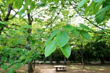 癒しの新緑　桜の葉　公園　風景
