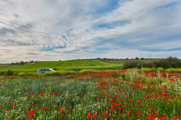 The red poppy flowers in the green wheat fields of the Community of Madrid. Spain