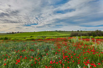 The red poppy flowers in the green wheat fields of the Community of Madrid. Spain