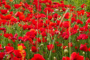 Obraz premium The red poppy flowers in the green wheat fields of the Community of Madrid. Spain