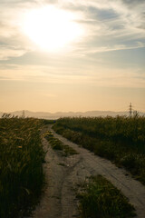 Naklejka na ściany i meble Sunset in the green wheat fields of the Community of Madrid. Spain