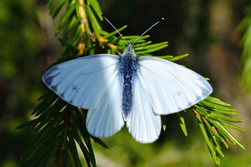 Marbled white, black and white butterfly in the wild, on a plant, close up, macro, natural background.