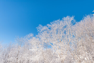 Snow and rime in winter in Changbai Mountain, Jilin Province, China