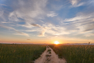 Sunset in the green wheat fields of the Community of Madrid. Spain