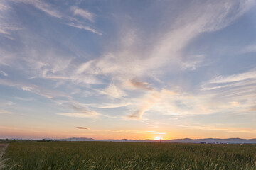 Sunset in the green wheat fields of the Community of Madrid. Spain