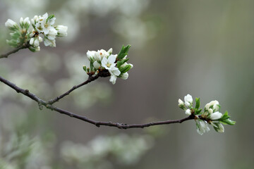 雨に濡れていたサクランボの花