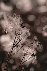 withered flower head, clematis