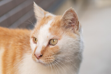 見つめる猫　茶白猫