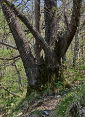 Fototapeta premium A tree trunk in a Ligurian forest, Italy