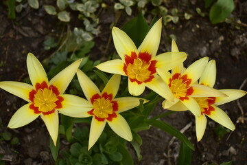 Top view of early yellow tulip flowers