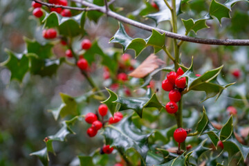 Close up of fresh red holly berries on a holly bush
