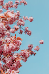 cherry blossom, sakura