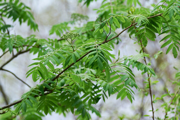 Rowan branch with young green leaves in spring