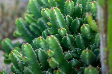 close up of cactus