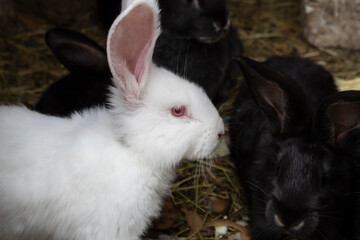  White little rabbit with pink ears 