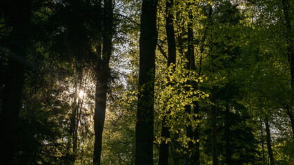 Obraz premium sun shining through trees
