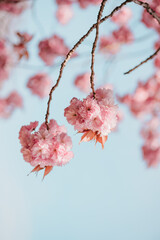 cherry blossom, sakura © Olga