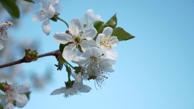 Close-up White Blossom Flowers on Cherry Tree Branch. Orchard Garden in Backyard. Blue Sky Background. Spring Season. x2 Slow motion 60fps 4K