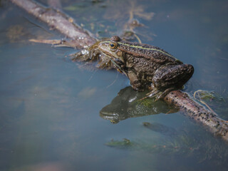 Belle grenouille