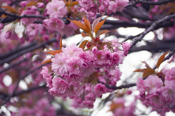 Close-up of large pink sakura flowers grow on a tree against a blue sky in a spring afternoon. bottom view