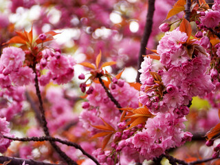 Close-up of large pink sakura flowers grow on a tree against a blue sky in a spring afternoon