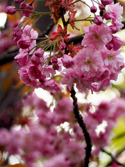 branches on a tree with pink sakura flowers. spring time