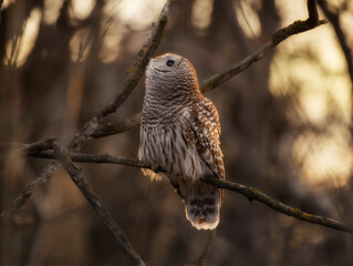 Owl at dawn