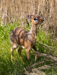 Tiny antelope a dik dik