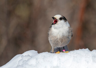Canada Jay