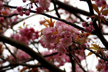 Close-up of large pink sakura flowers grow on a tree against a blue sky in a spring afternoon