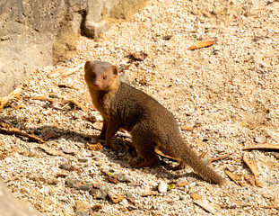 mongoose in captivity