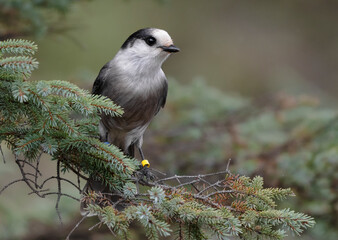Canada Jay