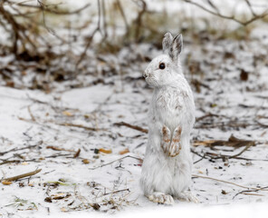 Snowshoe Hare © Nina
