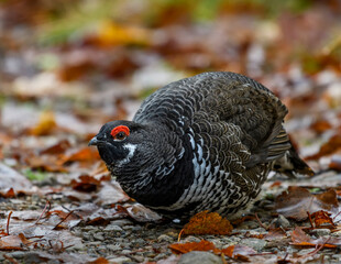 Spruce Grouse