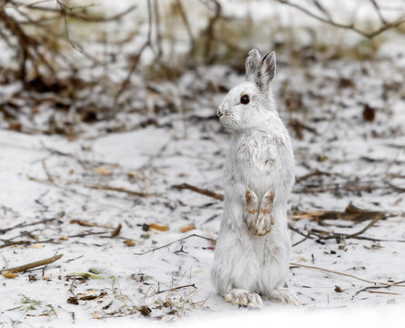 Snowshoe Hare