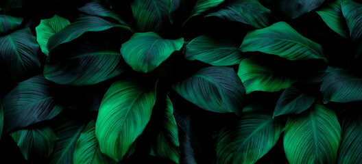 leaves of Spathiphyllum cannifolium, abstract green texture, nature background, tropical leaf