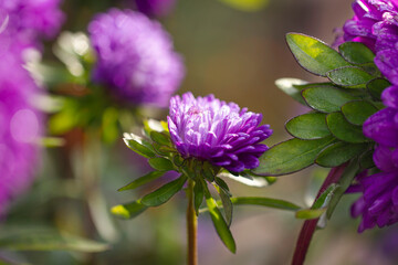 Purple garden flowers in dew illuminated by the morning sun. Water drops on the petals and leaves of a purple aster.