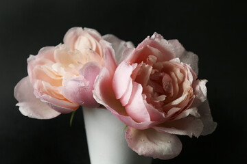 Romantiche rose antiche di colore rosa. Vaso isolato su fondo nero