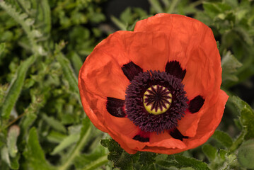 Mohnblume rot