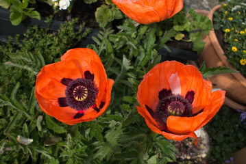 Zwei Mohnblumen rot