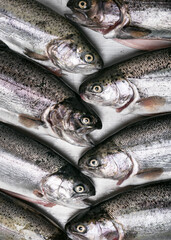 Group of fresh raw rainbow trout fish for sale in the market. Fishing industry concept. (Oncorhynchus mykiss)