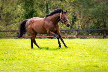The stallion Equiano based in the Irish National Stud in Ireland County Kildare sprinting across the field