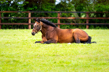 The stallion Decorated Knight based in the Irish National Stud in Ireland County Kildare lying in the grass.