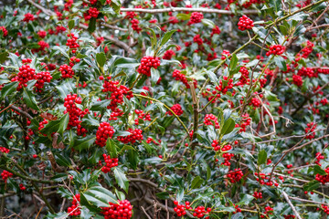 Close up of fresh red holly berries on a holly bush
