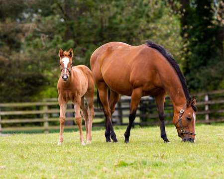 A foal and her mare in the Irish National Stud in Ireland County Kildare