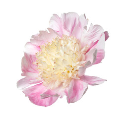 Delicate Japanese shape peony flower with pink petals and yellowish stamens isolated on white background.