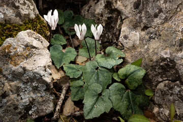 White flowers and green leaves of Cyclamen balearicum between rocks, a wildflower native to Majorca 